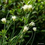 CHIVES Allium schoenoprasum SEEDS
