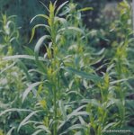TARRAGON, RUSSIAN Artemisia dracunculoides SEEDS