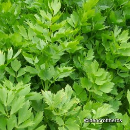 LOVAGE Levisticum officinalis SEEDS - Click Image to Close